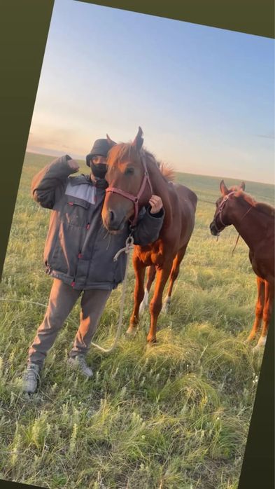 Полукровка құнан сатамын