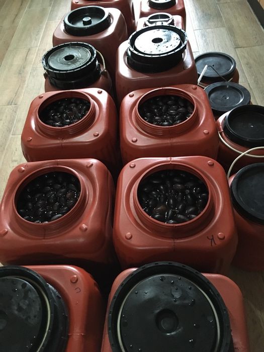 Măsline ( Kalamata (saramură)/Verzi (saramură)/Kalamata in ulei)