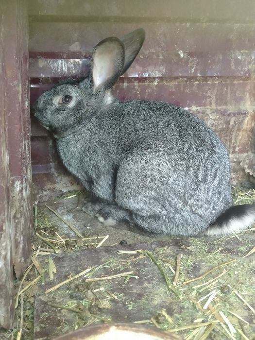 Продам взрослый крол