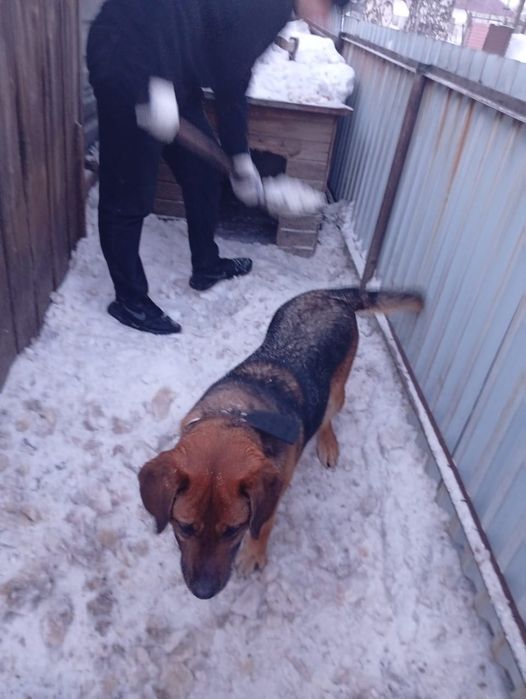 Отдам в хорошие руки