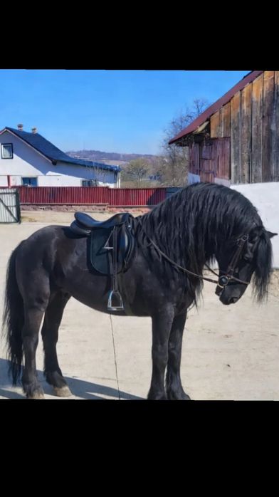 Harmasar frizian disponibil pentru montă