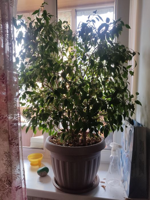 Продам большой фикус.