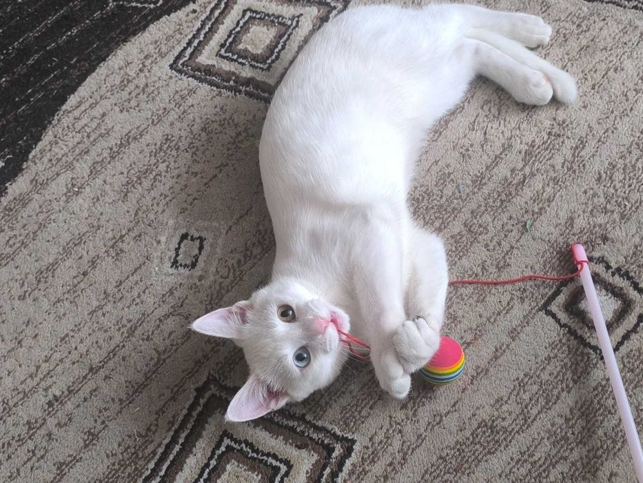 Котёнок белый с разноцветными глазами