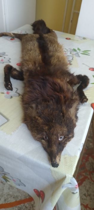 Яка от цяла естествена лисица