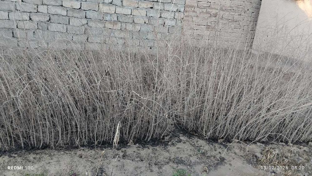 Qayrag'och daraxti niholi