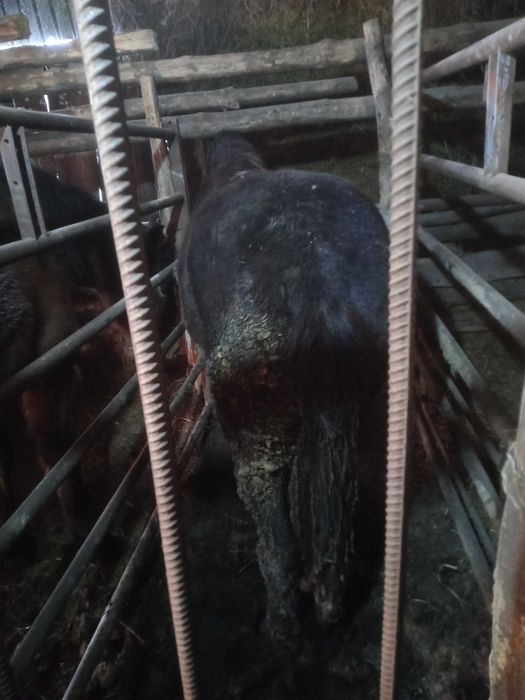 Продам таев с откорма