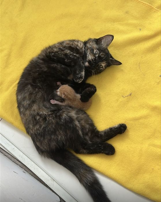 Кошка с котенком заберите пожалуста!