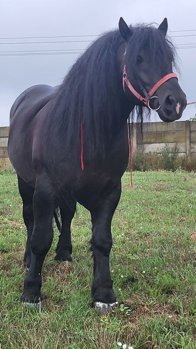 Armăsar Polonez 6 ani