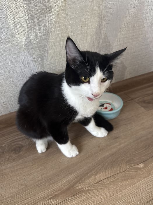 Кошка 6 месяц отдам даром