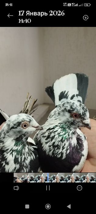 Голуби пара. Сочей