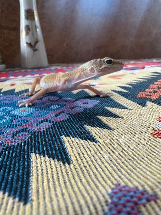 Продам эублефара