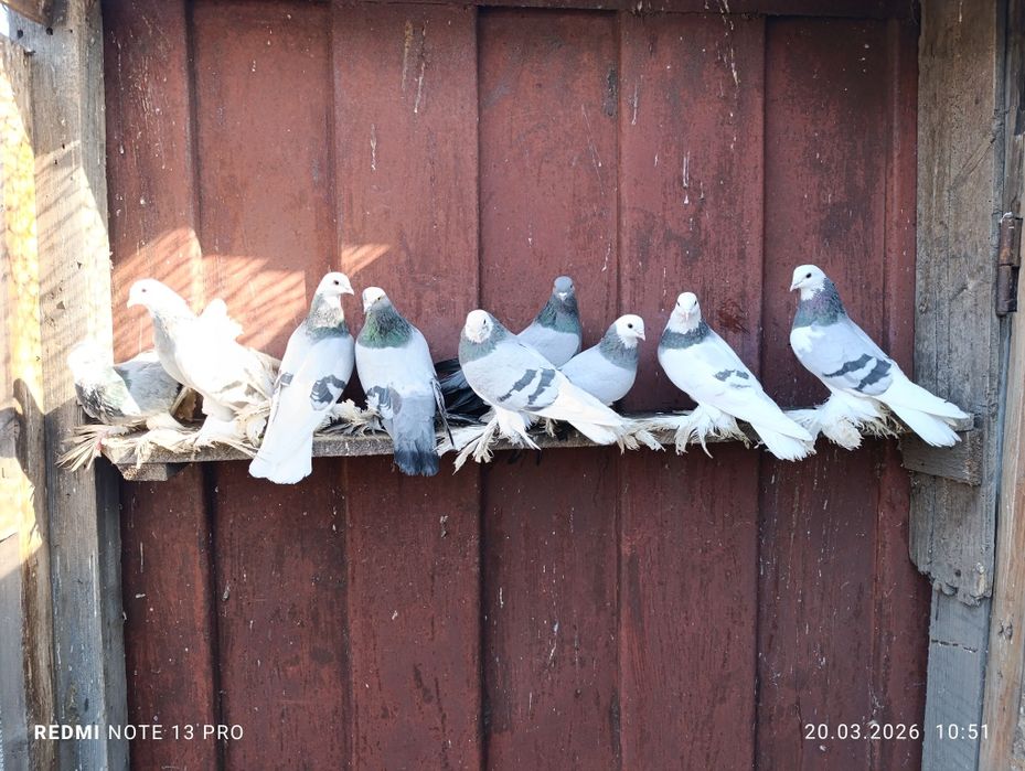 Голуби моздокские сизолысые