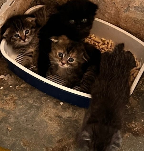 Отдам     котят.