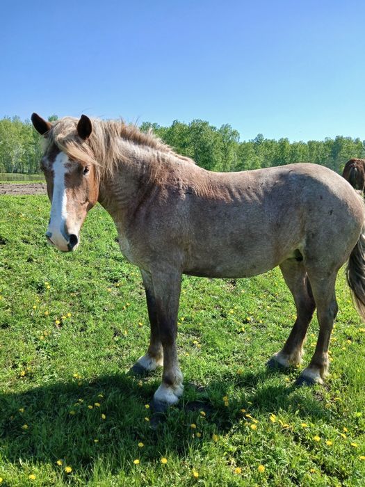 Продам жеребца,кобылы