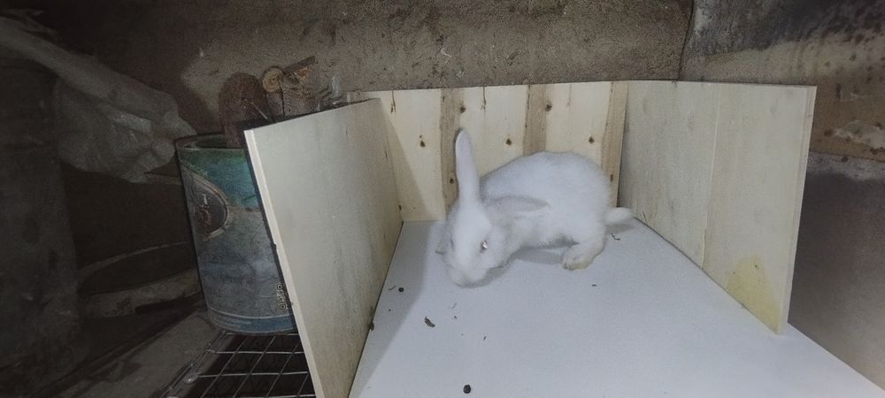 Кролик белоостевой продаётся