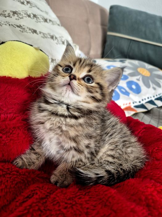 British short hair tabby