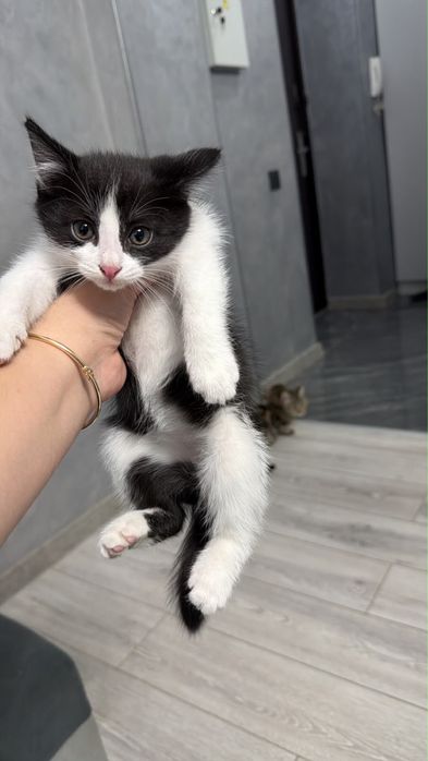 Котята в поисках дома