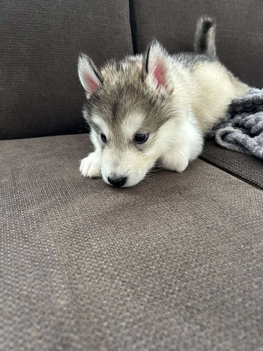 Мъжко кученце Аляски маламут