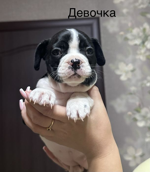 Щенки французкий бульдог