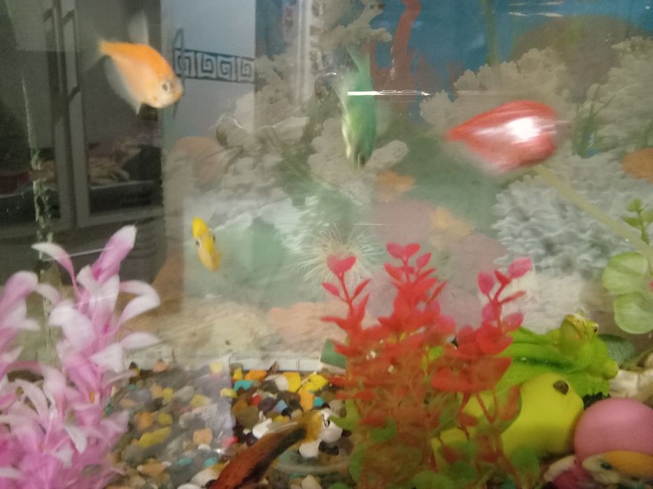 Продам аквариум с рыбками