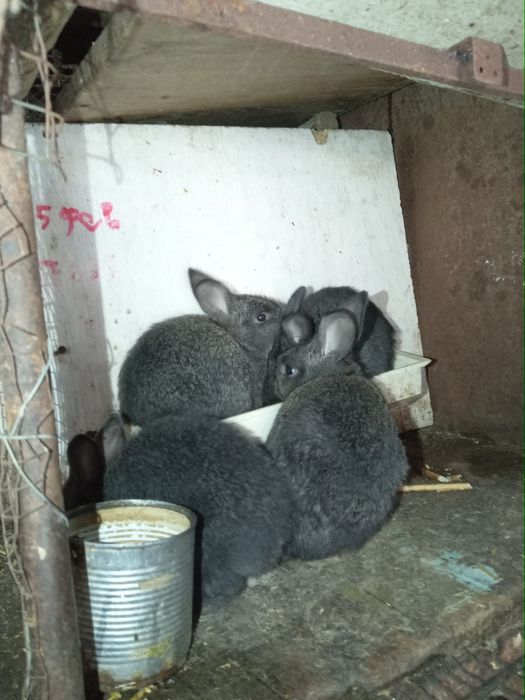 Продам молодых крольчат породы самец строгачь  самка фландр