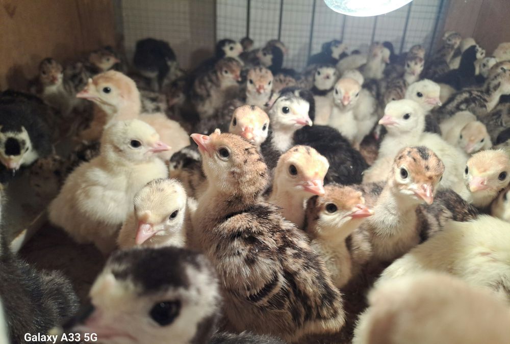 Курка жужалари сотилали