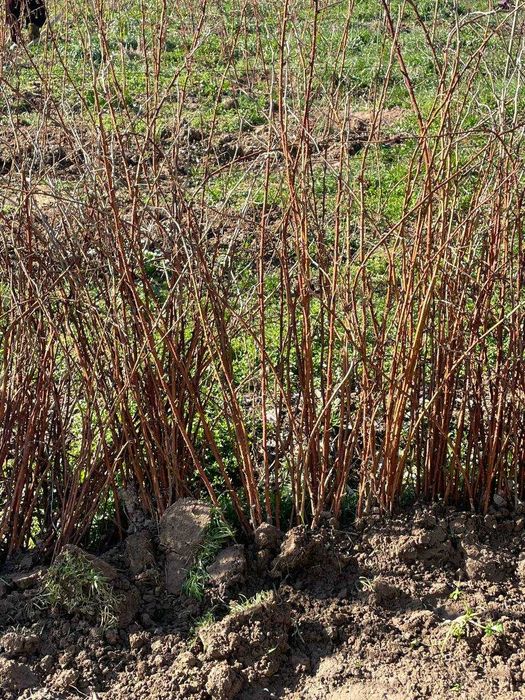 Паркентнинг энг ширин ва серҳосил малина кўчатлари сотувда!