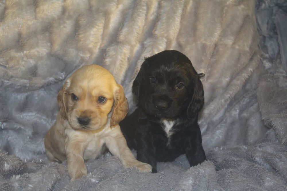 Англиский кокер спаниель