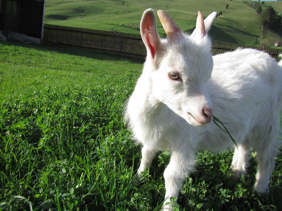 Saanen iezi (masculi) si ieduțe (femele)