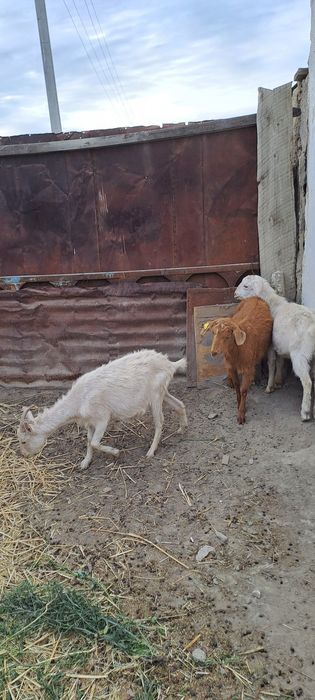 Пародалы ешкідер