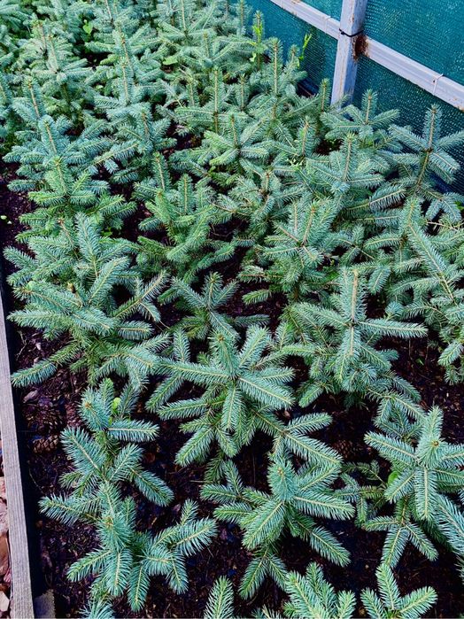 Ель голубая