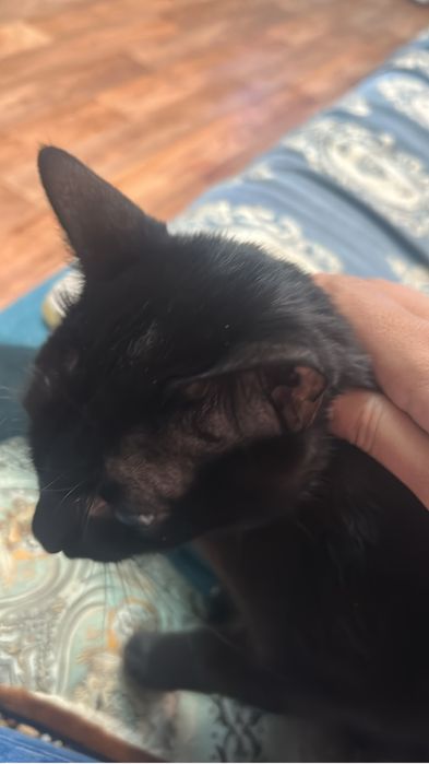 Кот отдам в хорошие руки