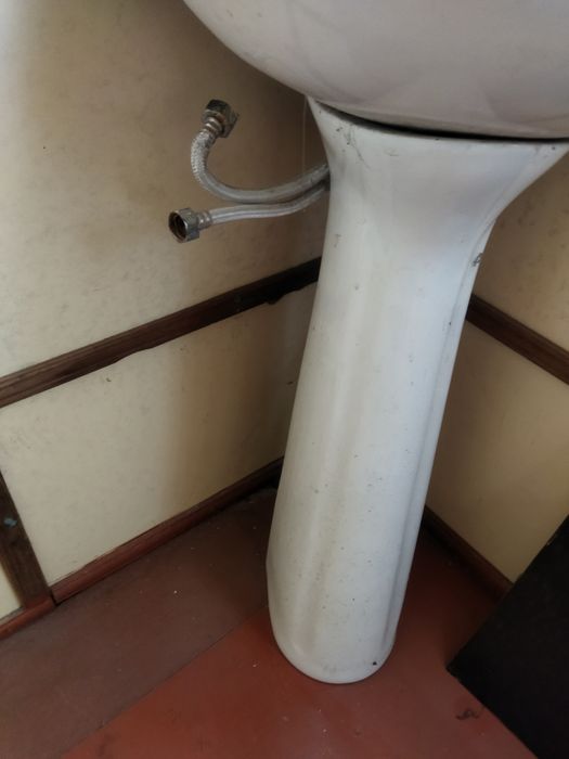 Раковина тюльпан