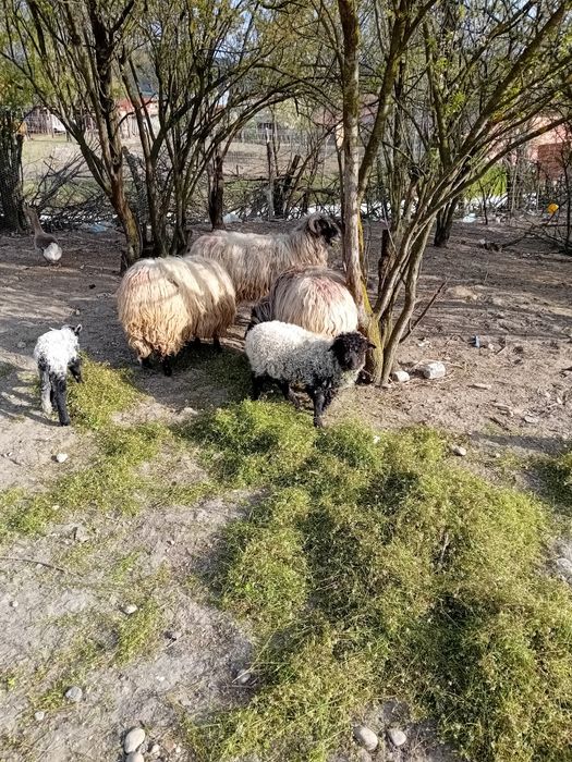 De vânzare oi cu miei