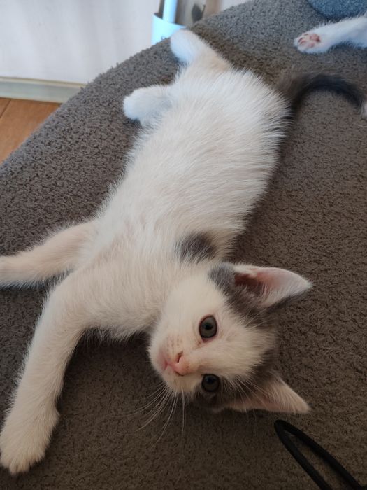 Кошки бесплатно, в Каскелене находимся
