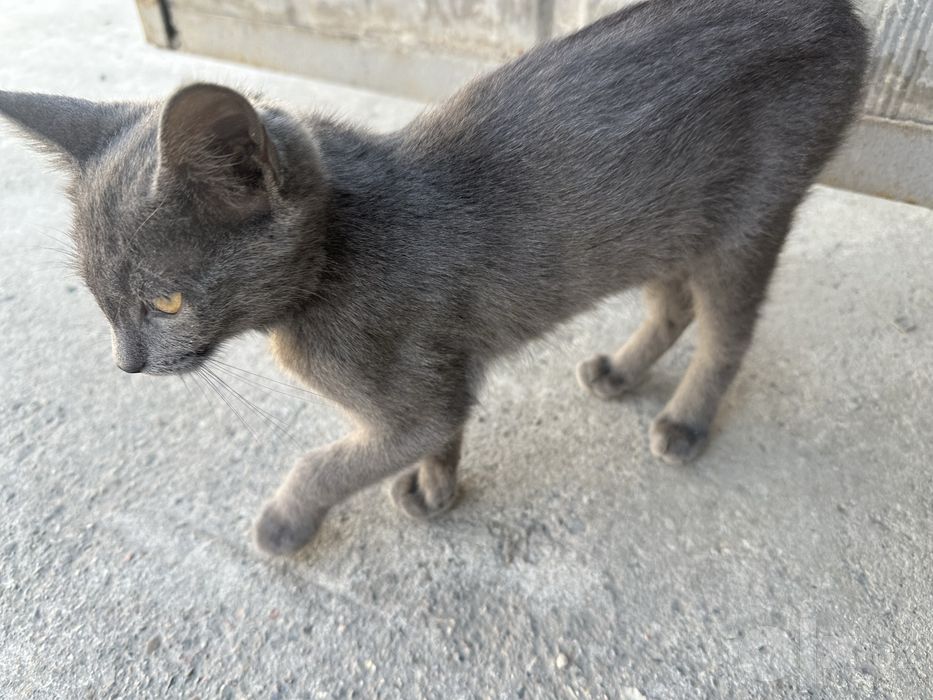 Отдам котика, 3,5 месяца мальчик