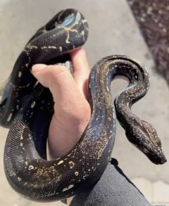 Самка удава IMG.