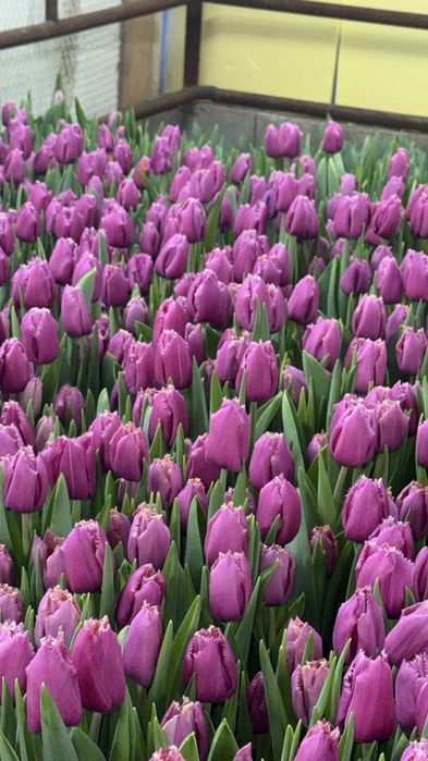 Тюльпаны оптом и в розницу