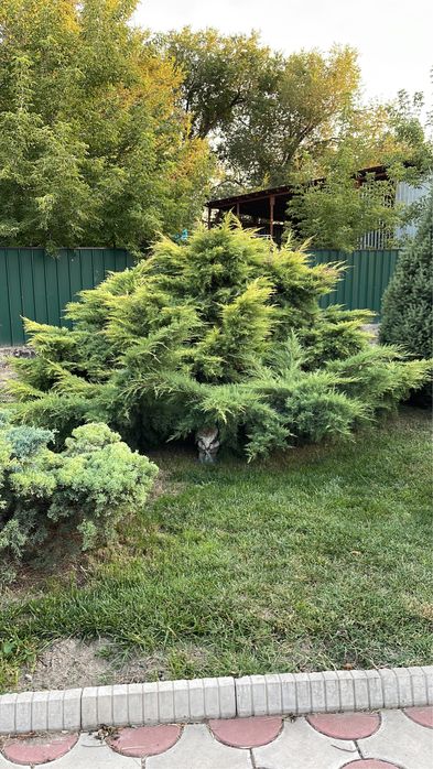 Голубая ель, сосны, туи