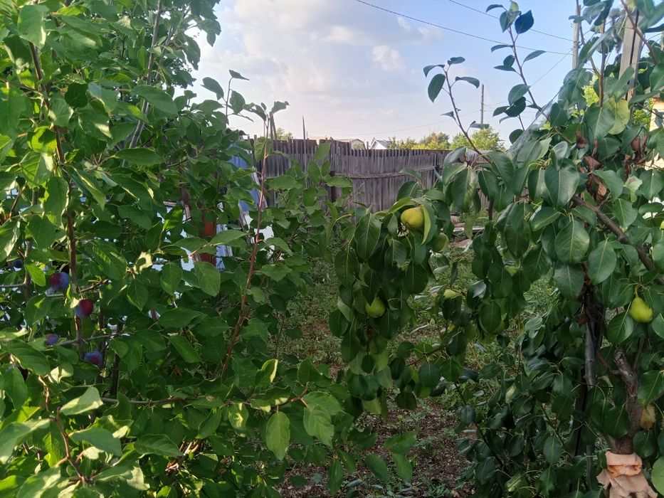 Продам дачу с домиком