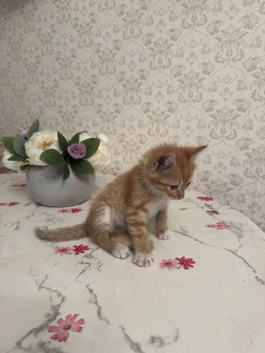 Отдам в добрые руки котенка