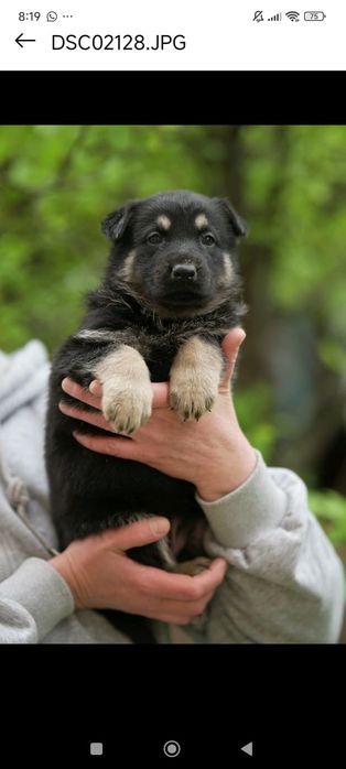 Щенки с документами