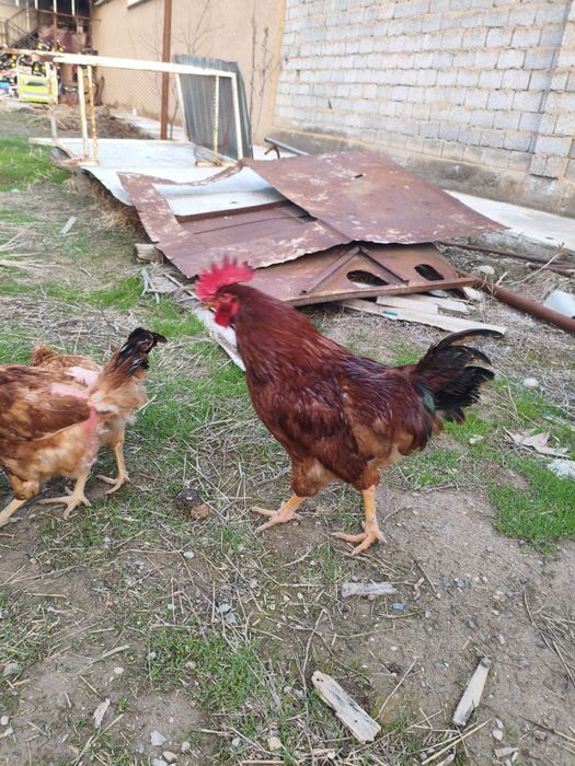 Петухи Хан хап  майский