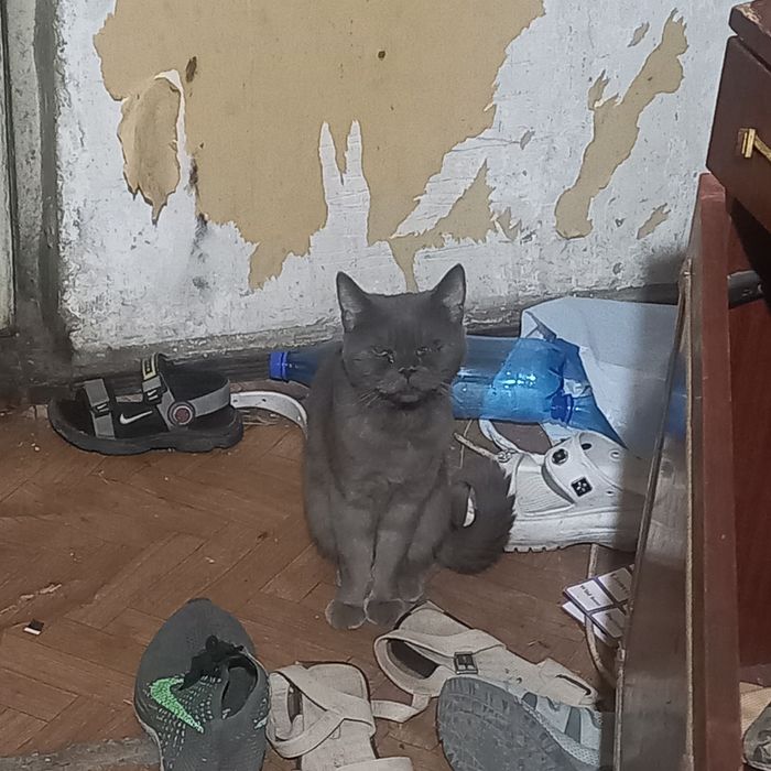 Кот домашний, добрый ,не кусается, породистый