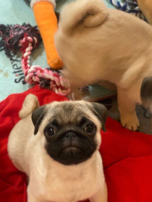 Fetita pug cu pedigree FCI