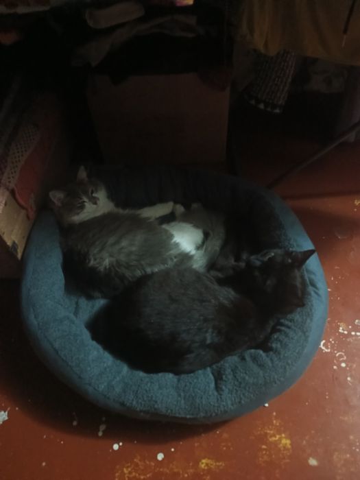 Отдам котят девочка мальчик