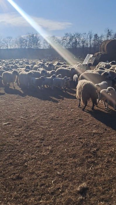 Oi cu miei de vânzare