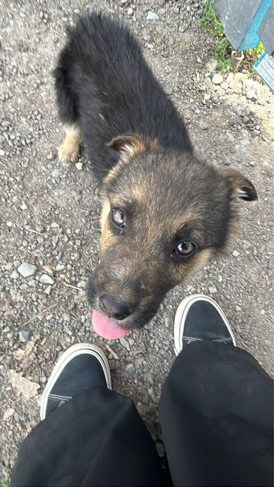 щенок мальчик в добрые руки