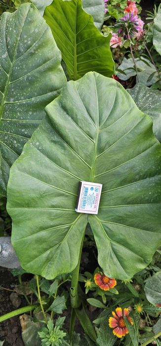 Алоказия крупно листовой