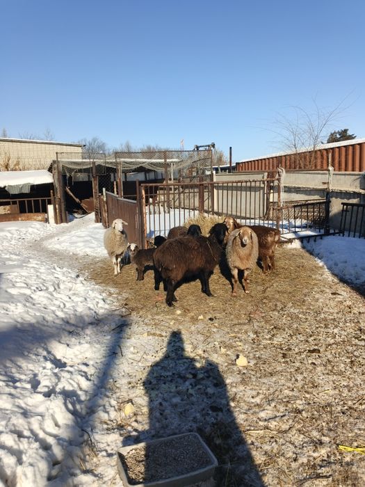 Овцы матки  хорошие